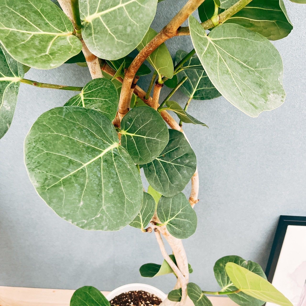 シーグレープ 8号 150センチ白鉢 現品 Amazon｜現品販売 観葉