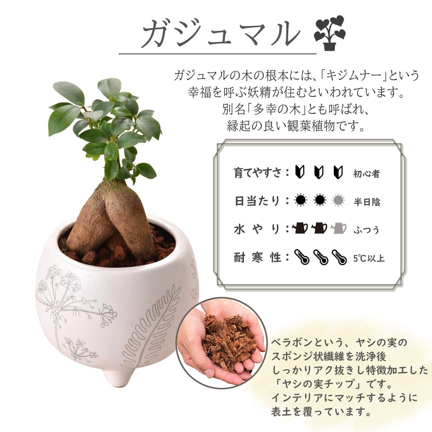 ガジュマル鉢植え ミニ