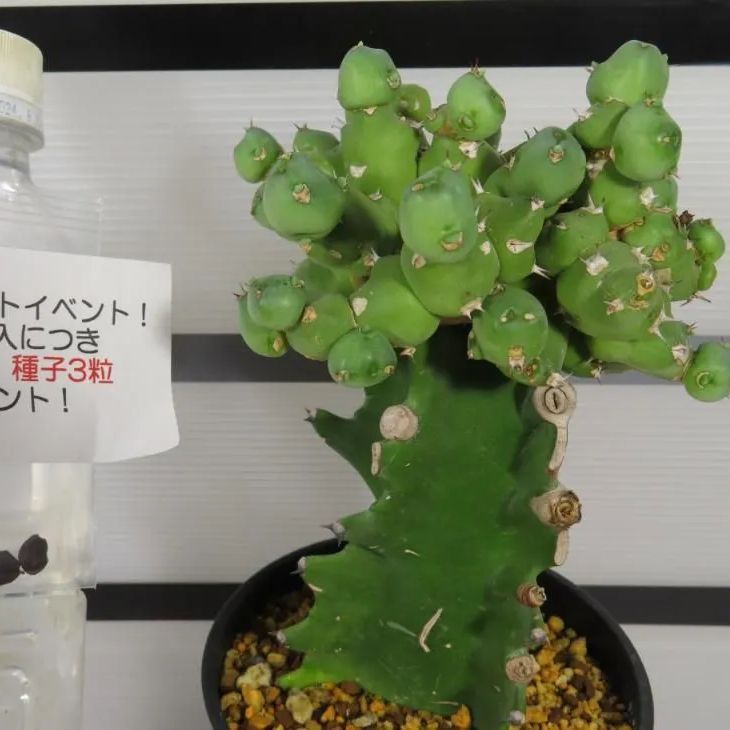 8124 「多肉植物Q】ユーフォルビア クリビコラ 接ぎ木【発根・美株