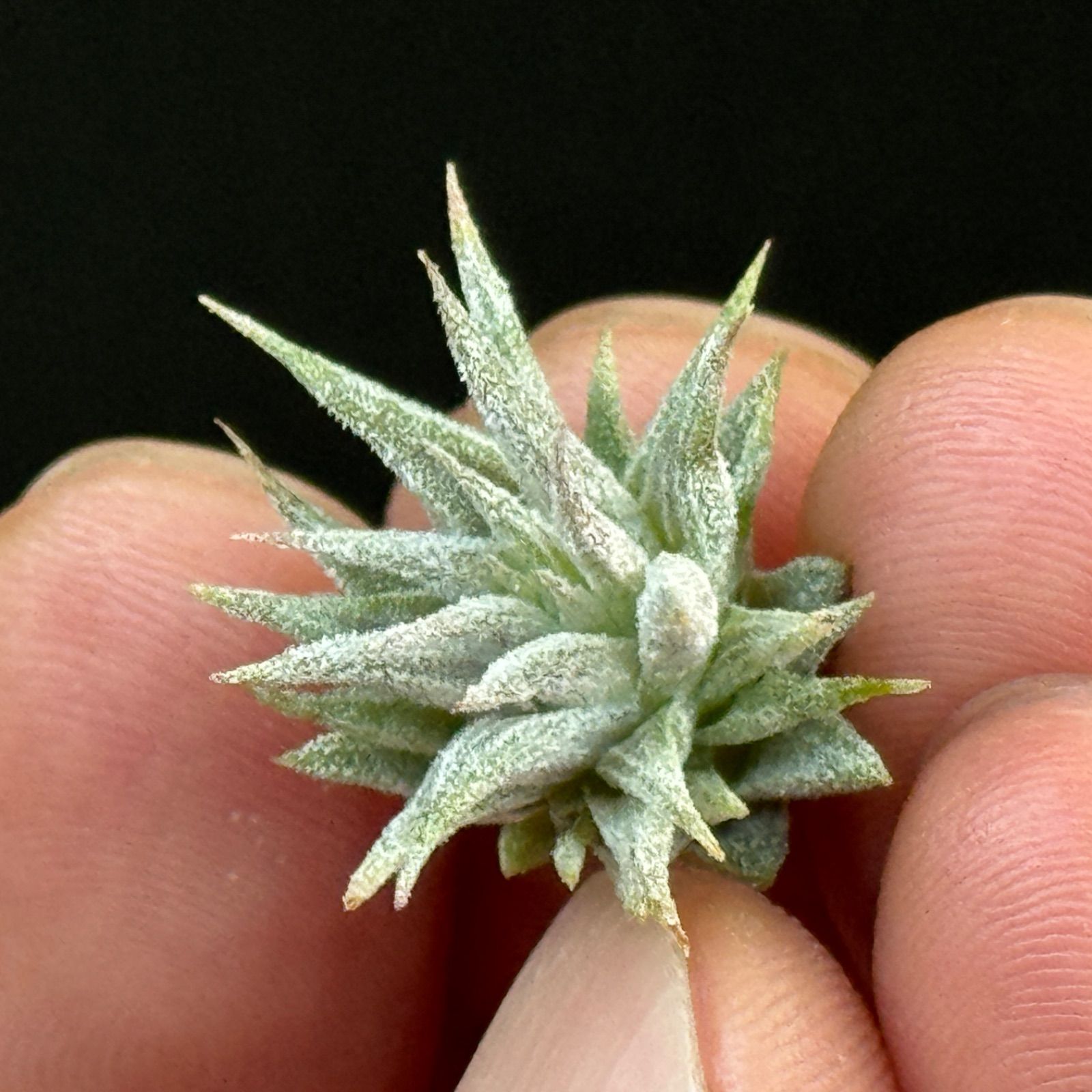 ミニ株＊チランジア イオナンタ ロケット Tillandsia ionantha