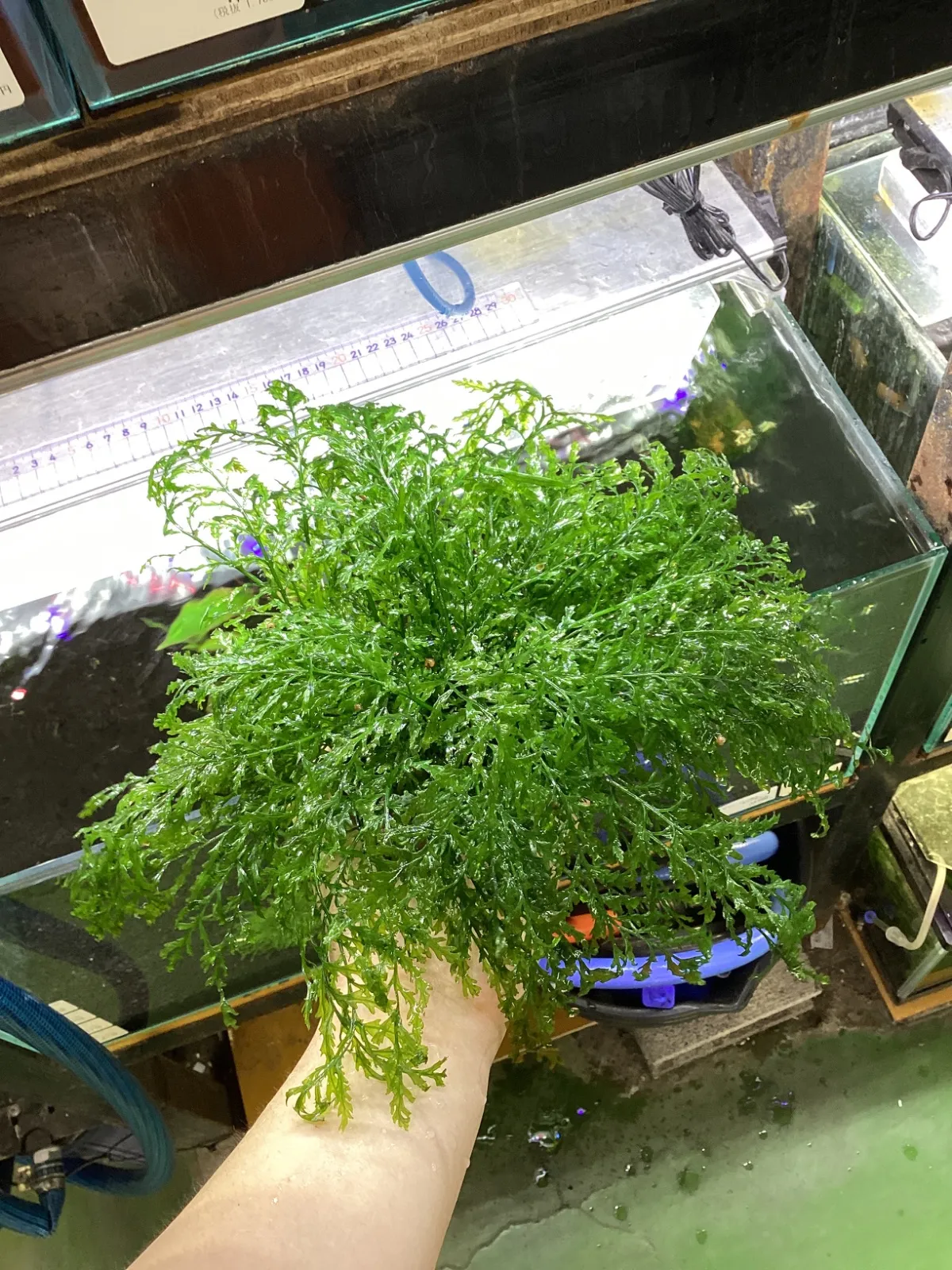 みどりふぁ〜む様検討用ボルビディスsp.カメルーン 世界の生体・水草