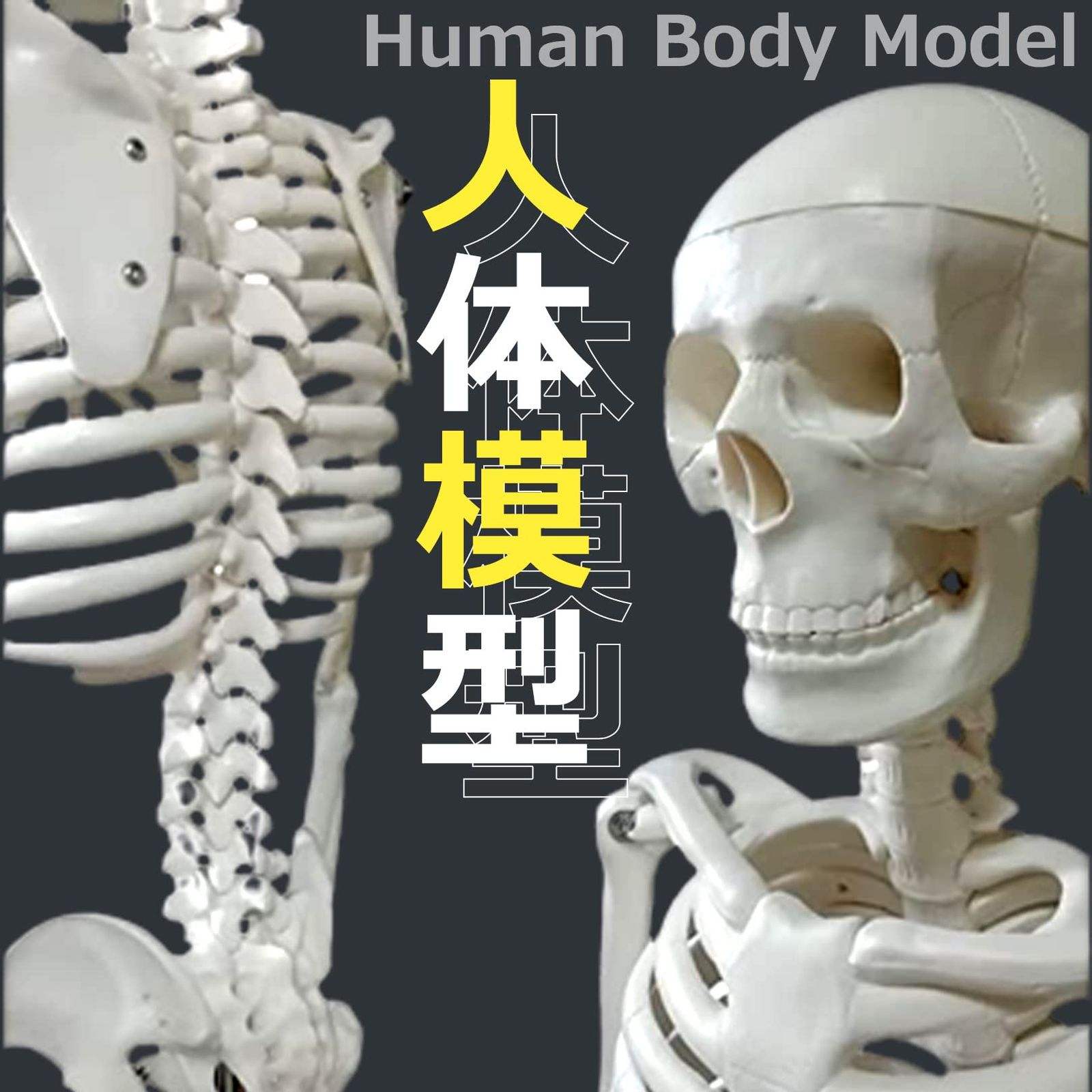 関節可動 骸骨