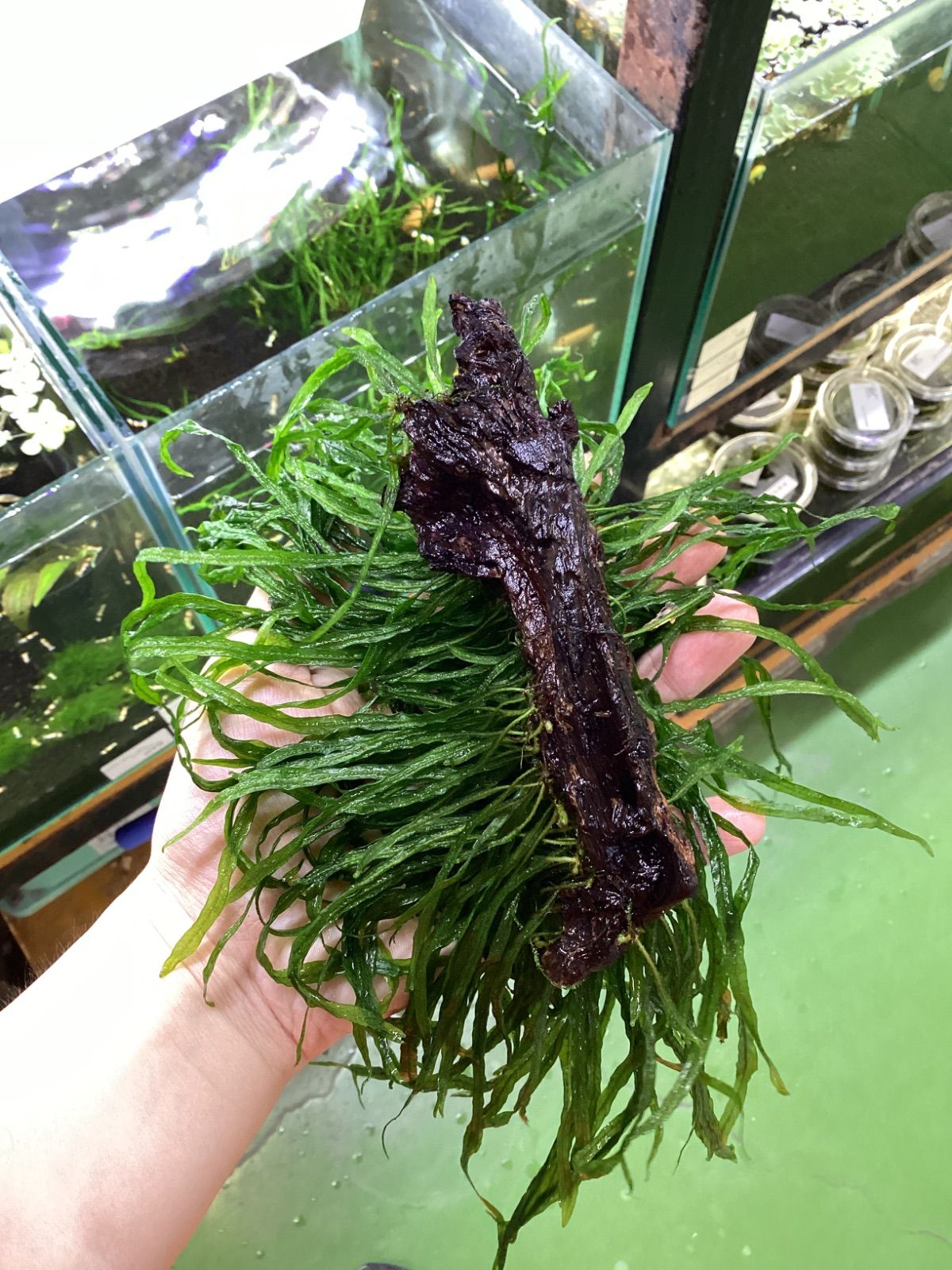 希少種‼️タイ産 本ナロー 150葉 メルカリ便 ミクロソリウム 本ナローリーフ 流木付き 特大株 - メルカリ