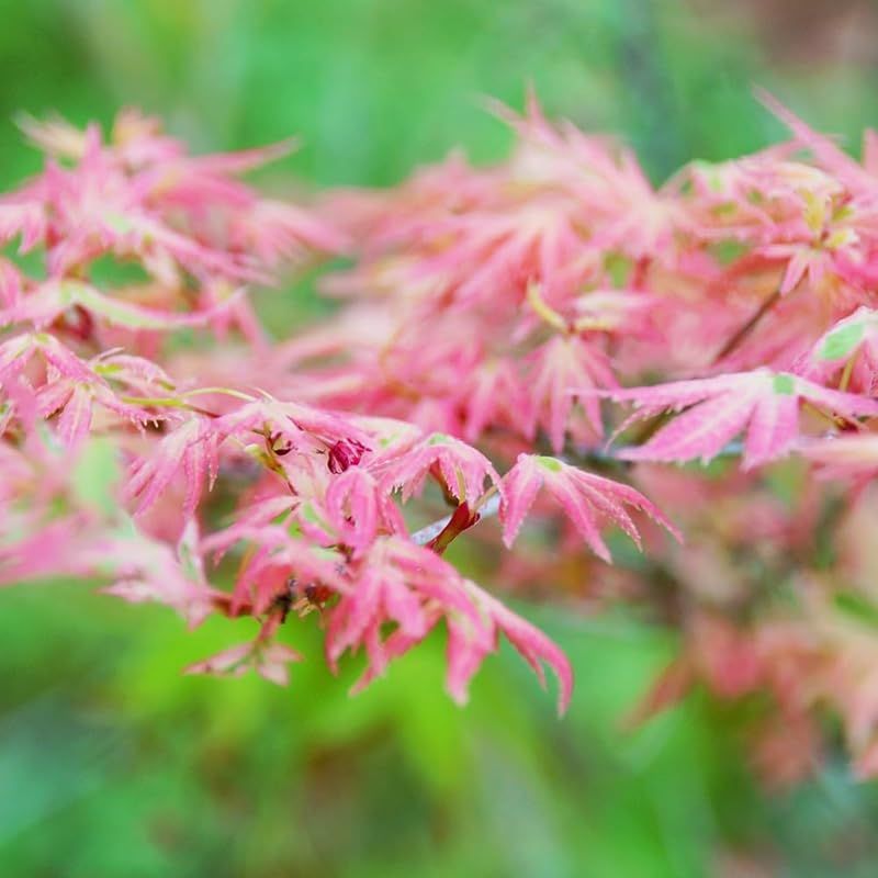 ♥ ＩＴＡＮＳＥ モミジ テイラー 3.5号 1個売り 品種で選べる花木苗 学名 Acer palmatum Taylor|ムクロジ科 旧カエデ科 カエデ属 耐寒性落葉高木|別名 もみじ 紅葉 0