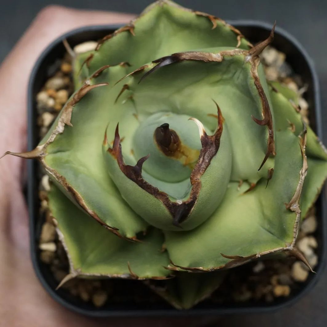 アガべ チタノタ ジャガ-ノ-ト‼️ アガベ・チタノタ 純血