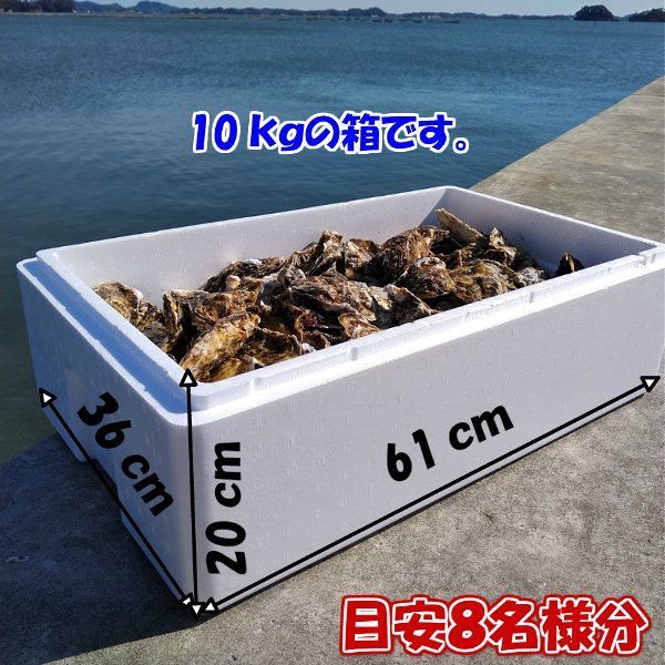 牡蠣 ＳＳ８ｋｇ【約160粒】 8キロ 殻付き 牡蠣 殻付き 牡蛎 松島牡蠣屋-9