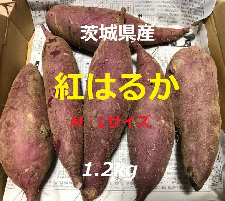 さつまいも　Mサイズ限定紅はるか　箱込み10kg  ヤマト1