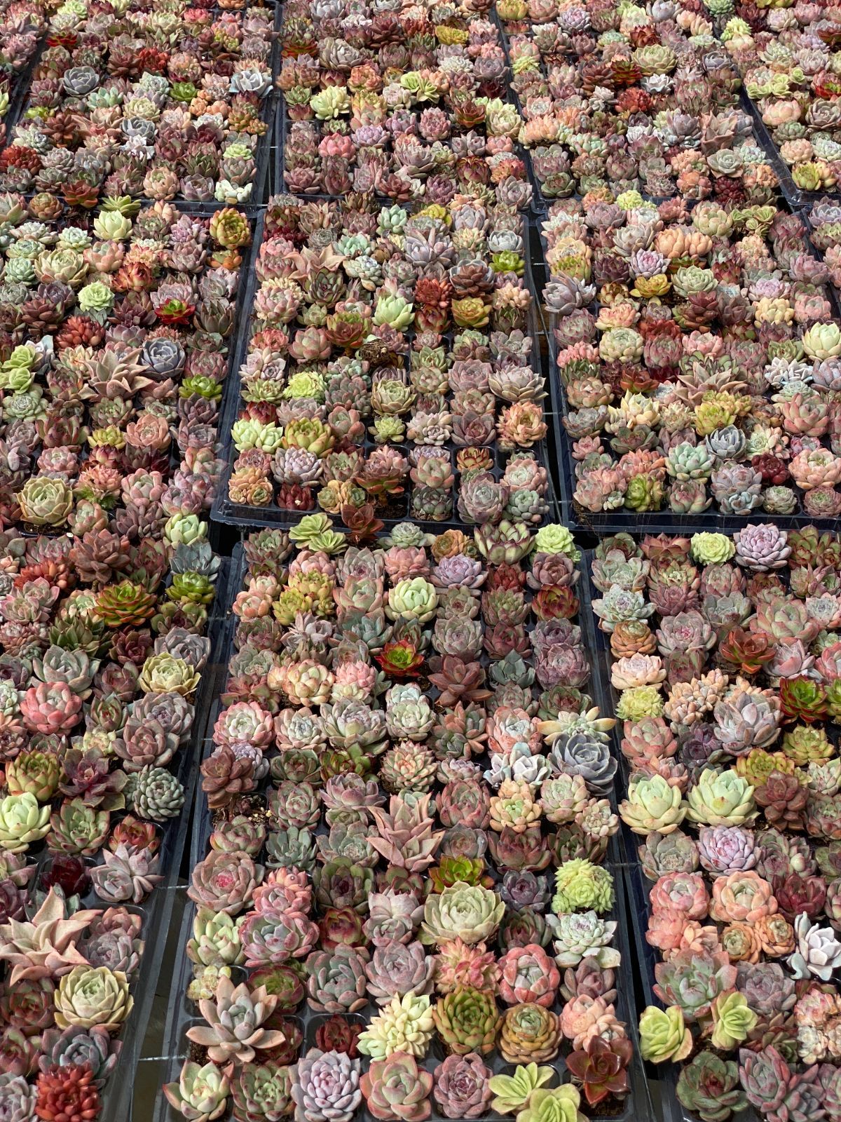 詰め合わせ 多肉植物