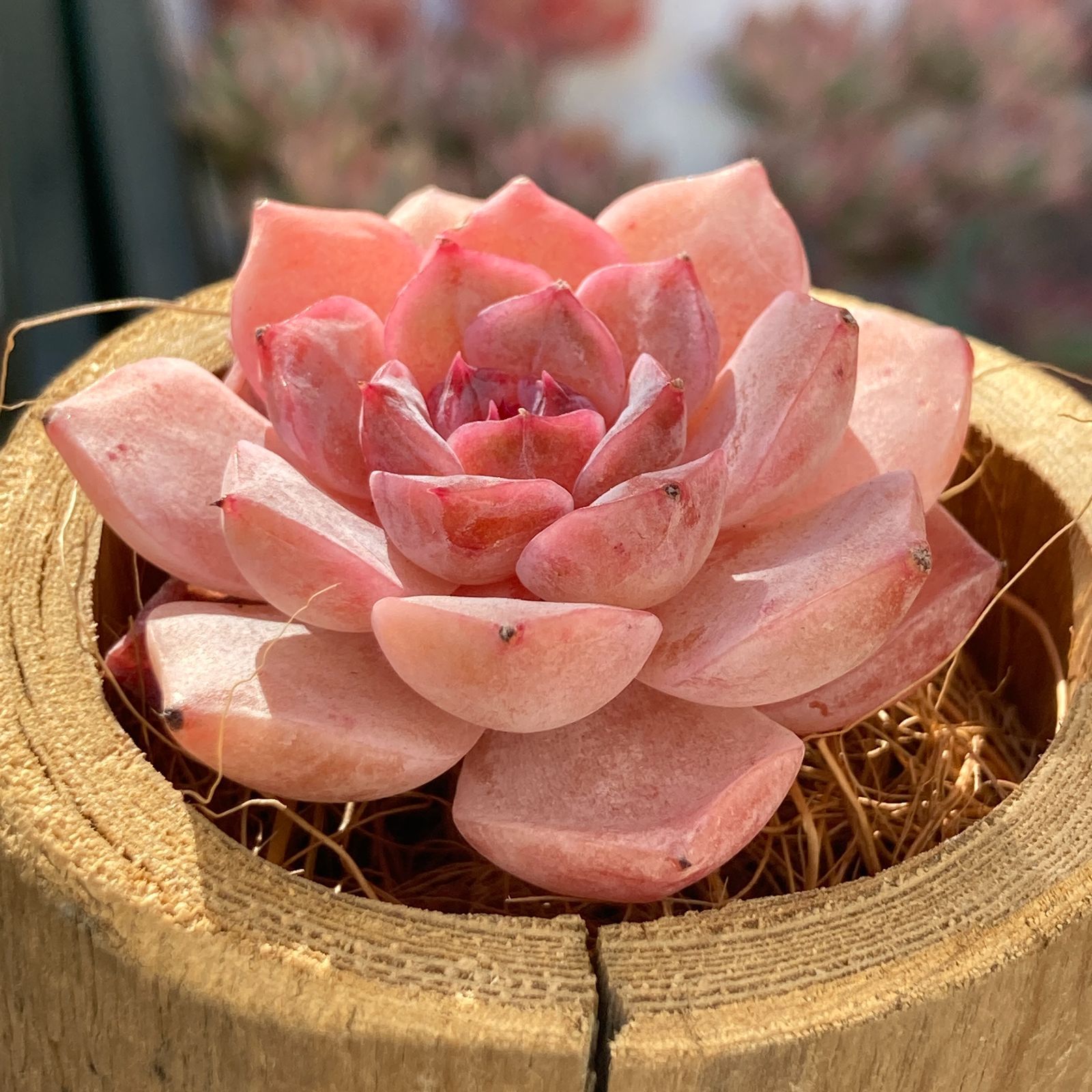 エケべリア スイートハート 多肉植物韓国苗【ポコ多肉】 - メルカリ