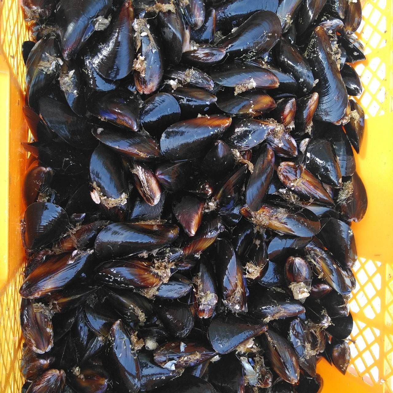 釣り餌に ムール貝　「ムラサキイガイ５ｋｇ」小分け袋入り冷凍品 ５キロ イガイ 船釣り 磯釣り コブダイ釣り チヌ釣り クロダイ釣り フィッシング