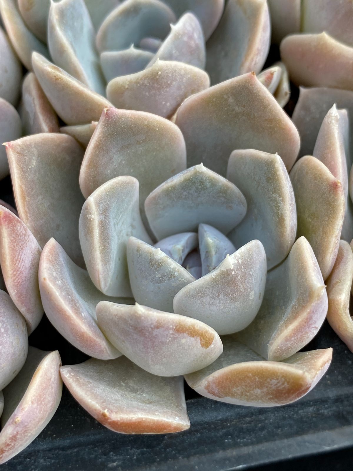 A セル苗105個セット✨多肉植物 エケベリア 詰め合わせ 寄せ植えに!! A