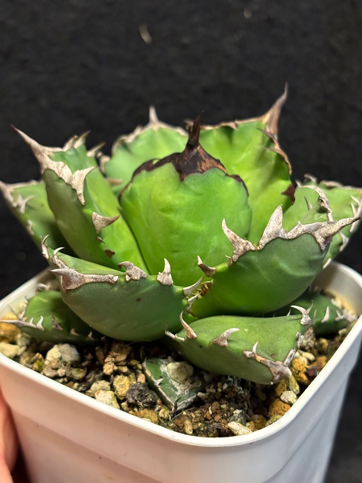 【親株サイズ】アガベ チタノタ 姫厳龍04 親株サイズ】アガベ チタノタ 姫厳龍04 親株サイズ】アガベ