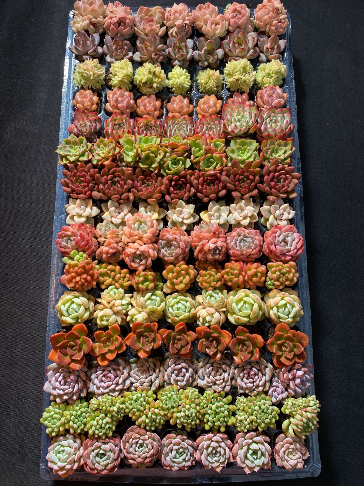 新入荷 15種類セット NT03×105苗 土付き 詰め合わせ 多肉植物 エケベリア 韓国苗 新入荷