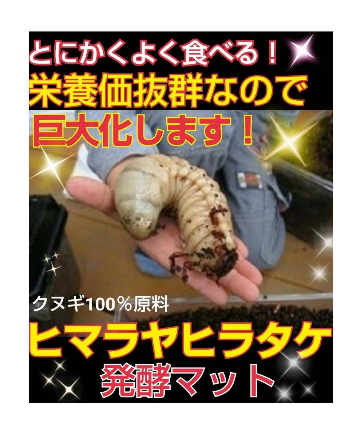 幼虫が巨大化します！ヒマラヤひらたけ発酵マット☆産卵にも抜群！クヌギ100%原料 xFHEkBM9PeGnJgQW6CWptX.jpg@jpg