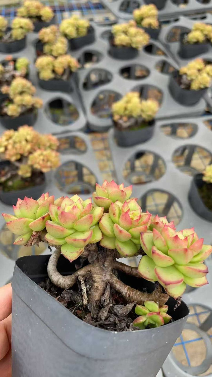 15株の抜き苗セット】ホワイトマディバ 多肉植物 佐川急便発送