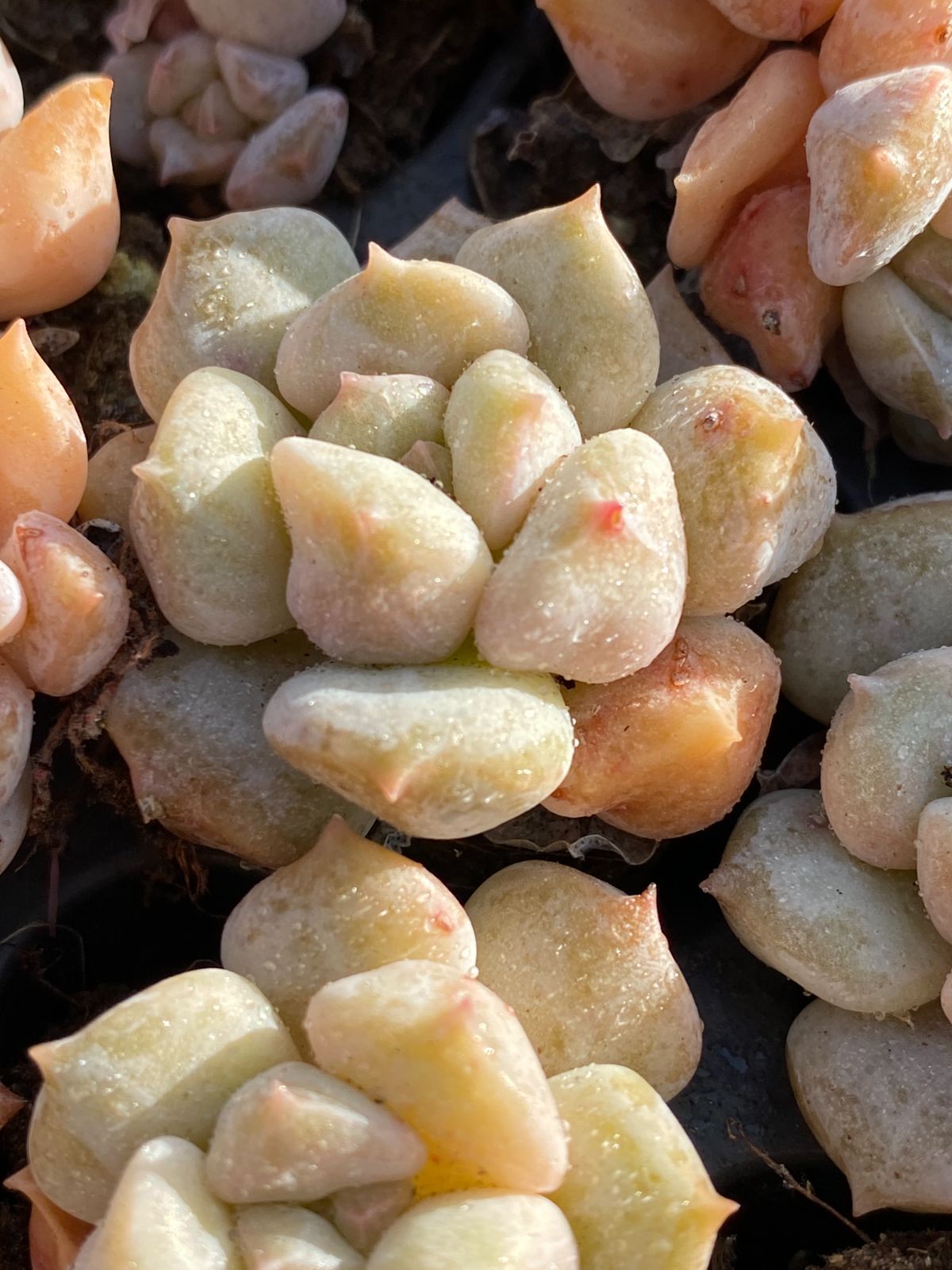 22日までカゴ付きでお譲り☆多肉植物【アモエナ】群生 韓国輸入苗