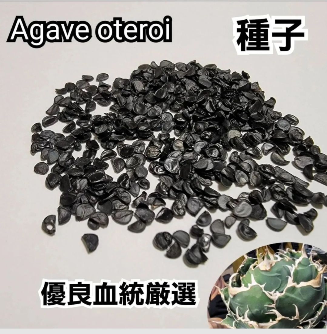アガベ オテロイ 種子【10粒】 優良血統厳選 オアハカ メキシコ
