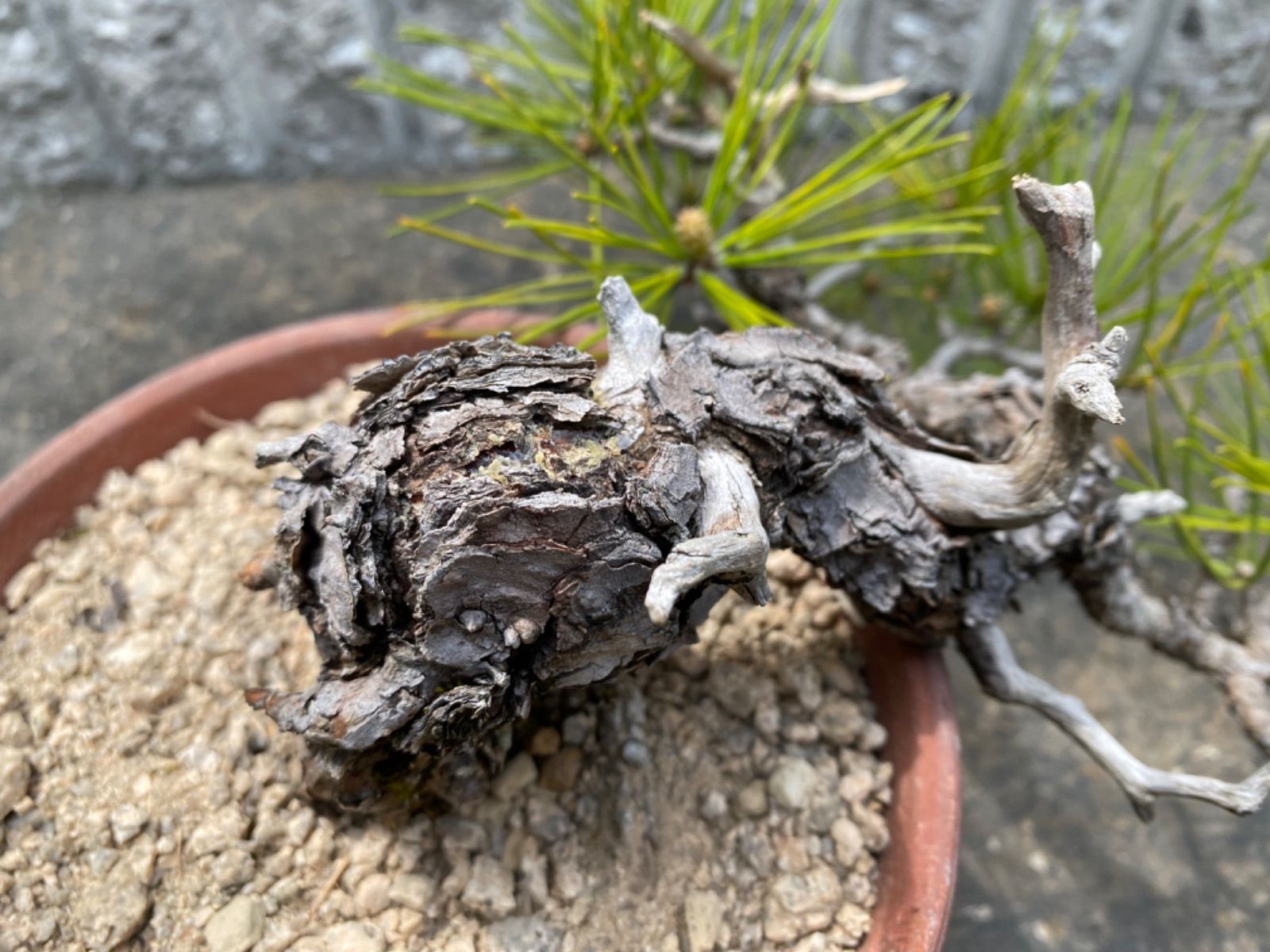 半懸崖 黒松盆栽