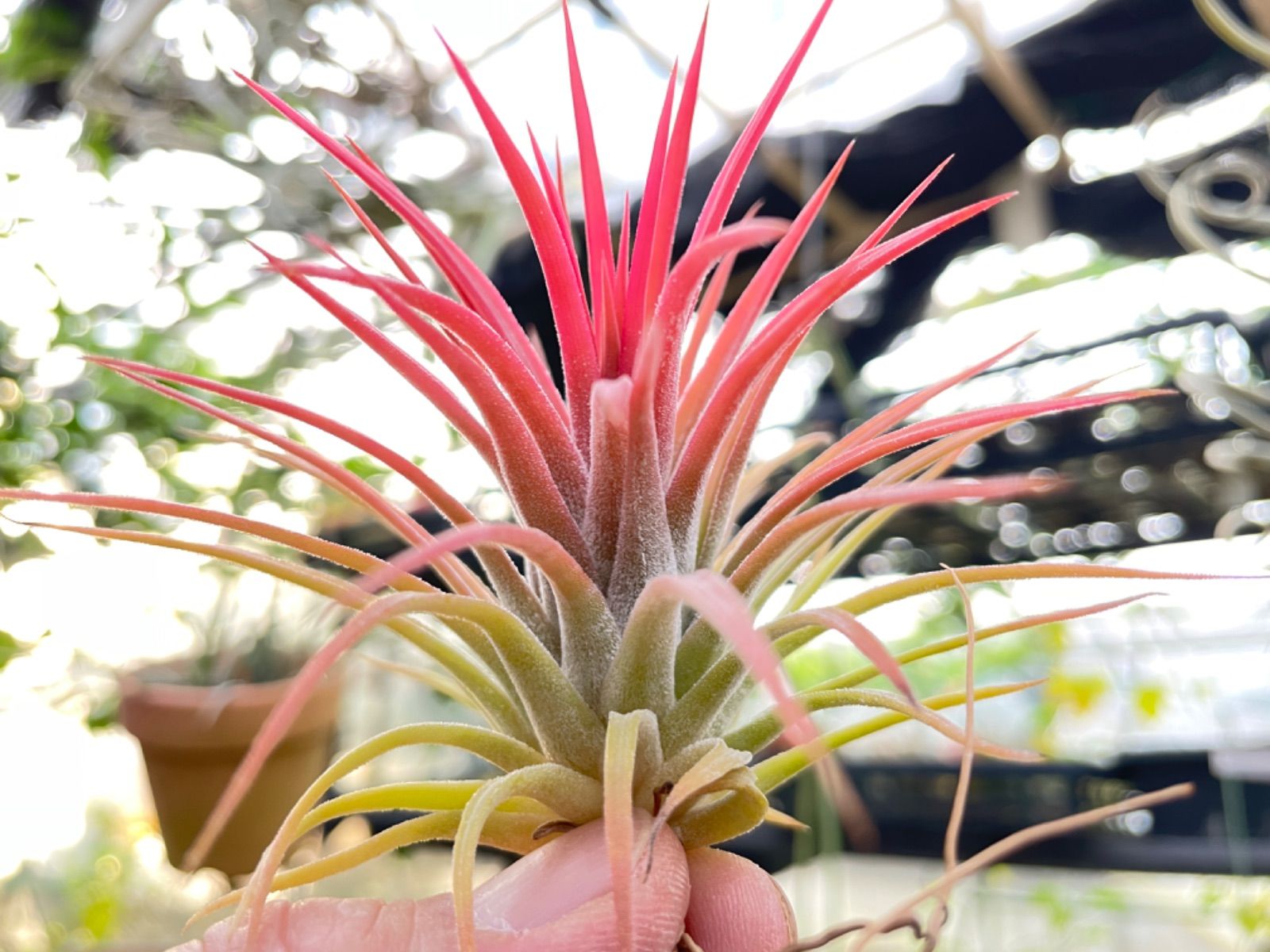 ティランジア イオナンタ ファイヤー オブ ティンコ Fire of