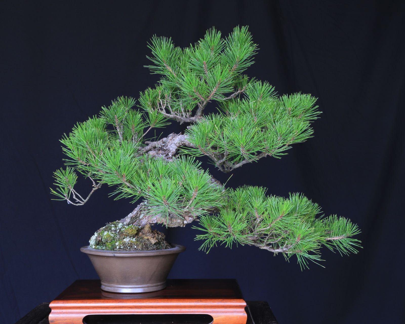 山採り赤松 模様木 中品盆栽【泰寿園 Online】現品 一点物 赤松