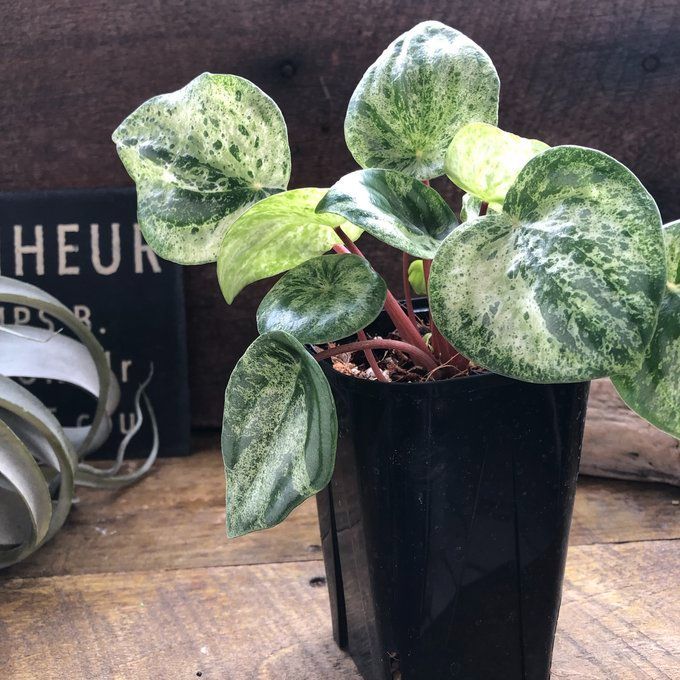 ポットごと 雪兎 斑入りサンデルシー 希少 斑入りスイカぺぺ ぺぺ