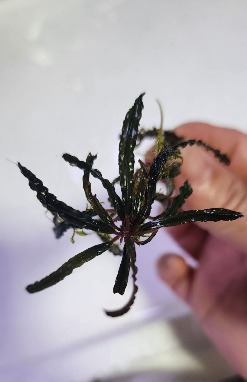 ブセファランドラ sp ブラックウェーブ 1株