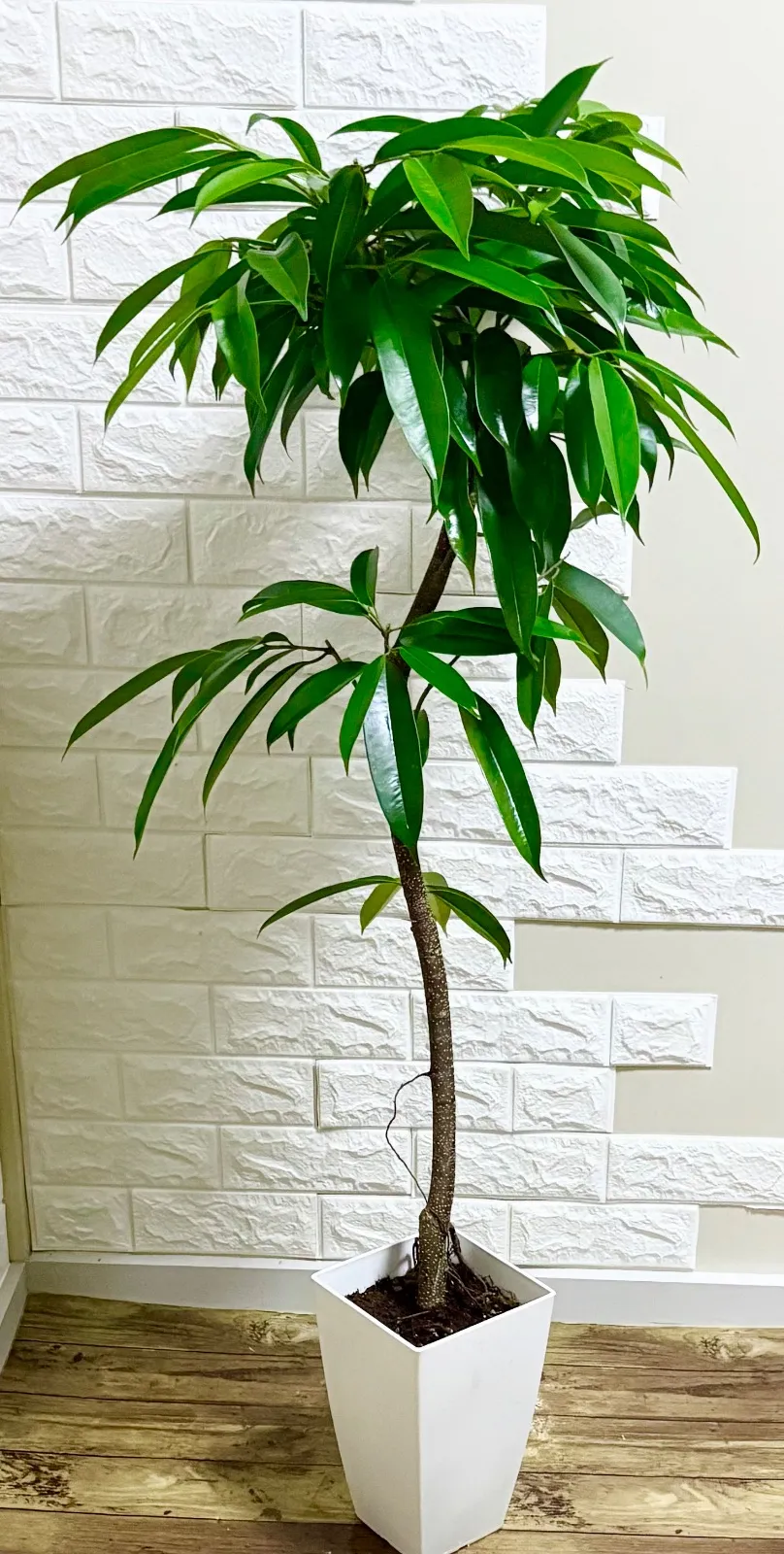 2025年最新】アムステルダムキングの人気アイテム - メルカリ