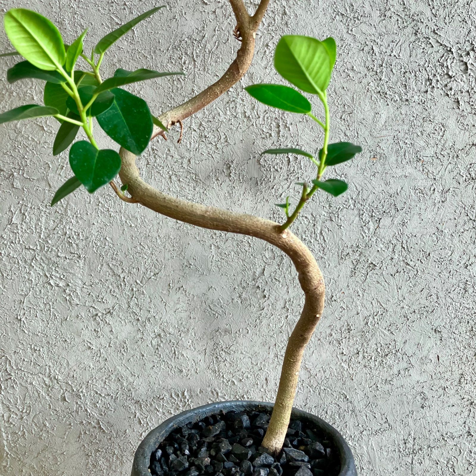 美形 螺旋 曲がり仕立て フィカス フランスゴム 7号 テラコッタ性