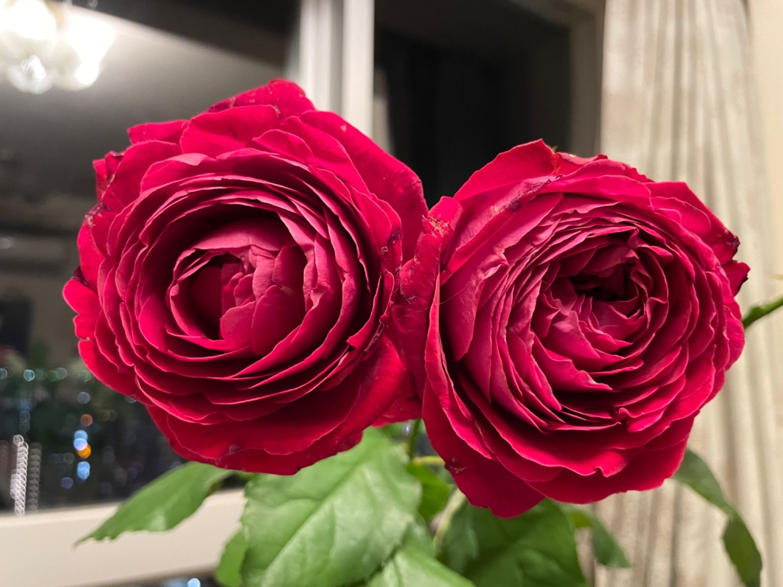 切りバラ苗　【黒珍珠】 黒赤バラ　レア　開花済み　ポットごとメルカリ便発送 バラ苗 【黒真珠 (くろしんじゅ)】 (大苗) ハイブリッドティー