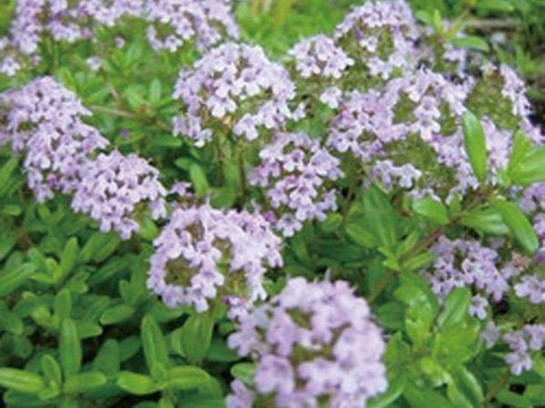 ハーブ 植木