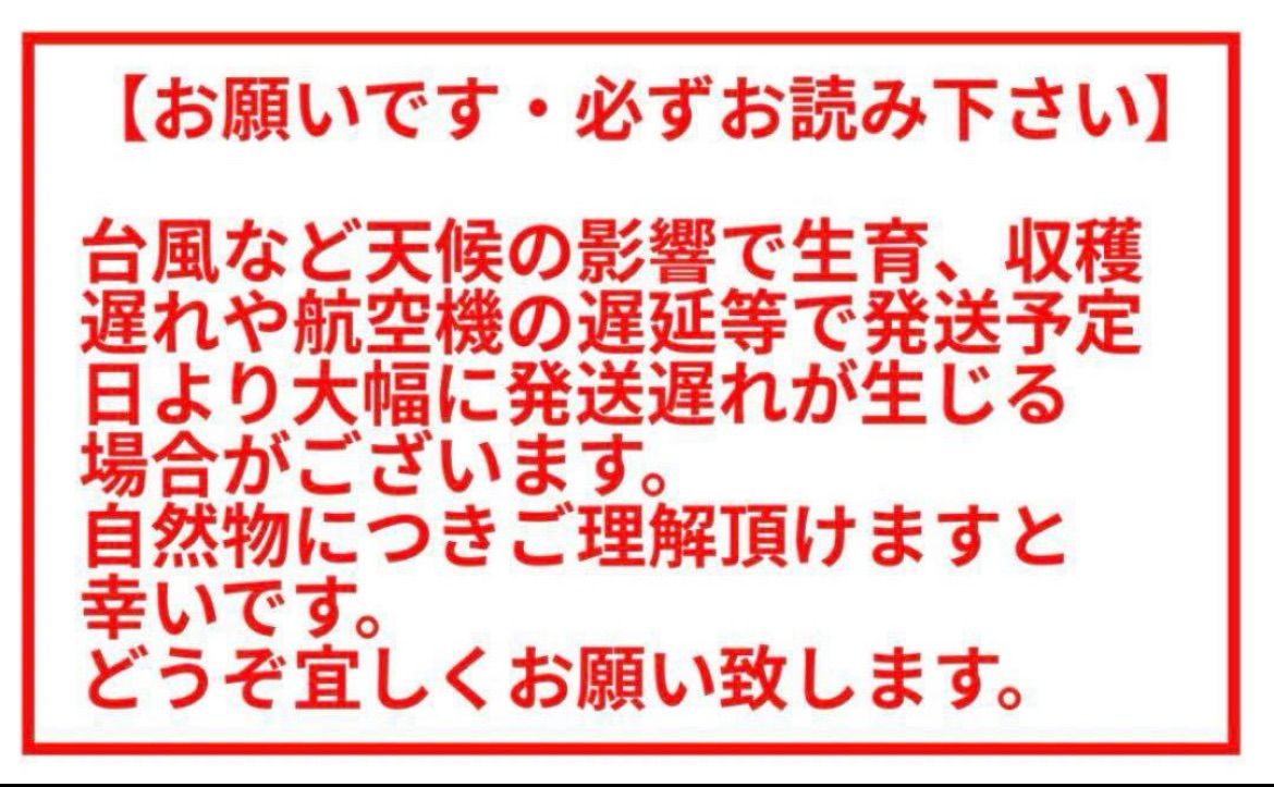 沖縄県石垣島産スナックパインピーチパインミックス計約10キロ