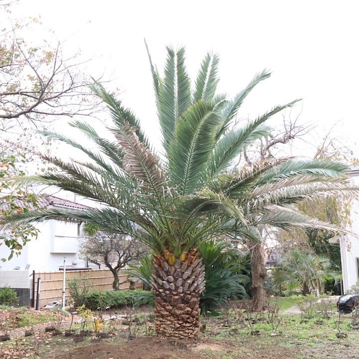 カナリーヤシ 特大良形株 - 植物/観葉植物