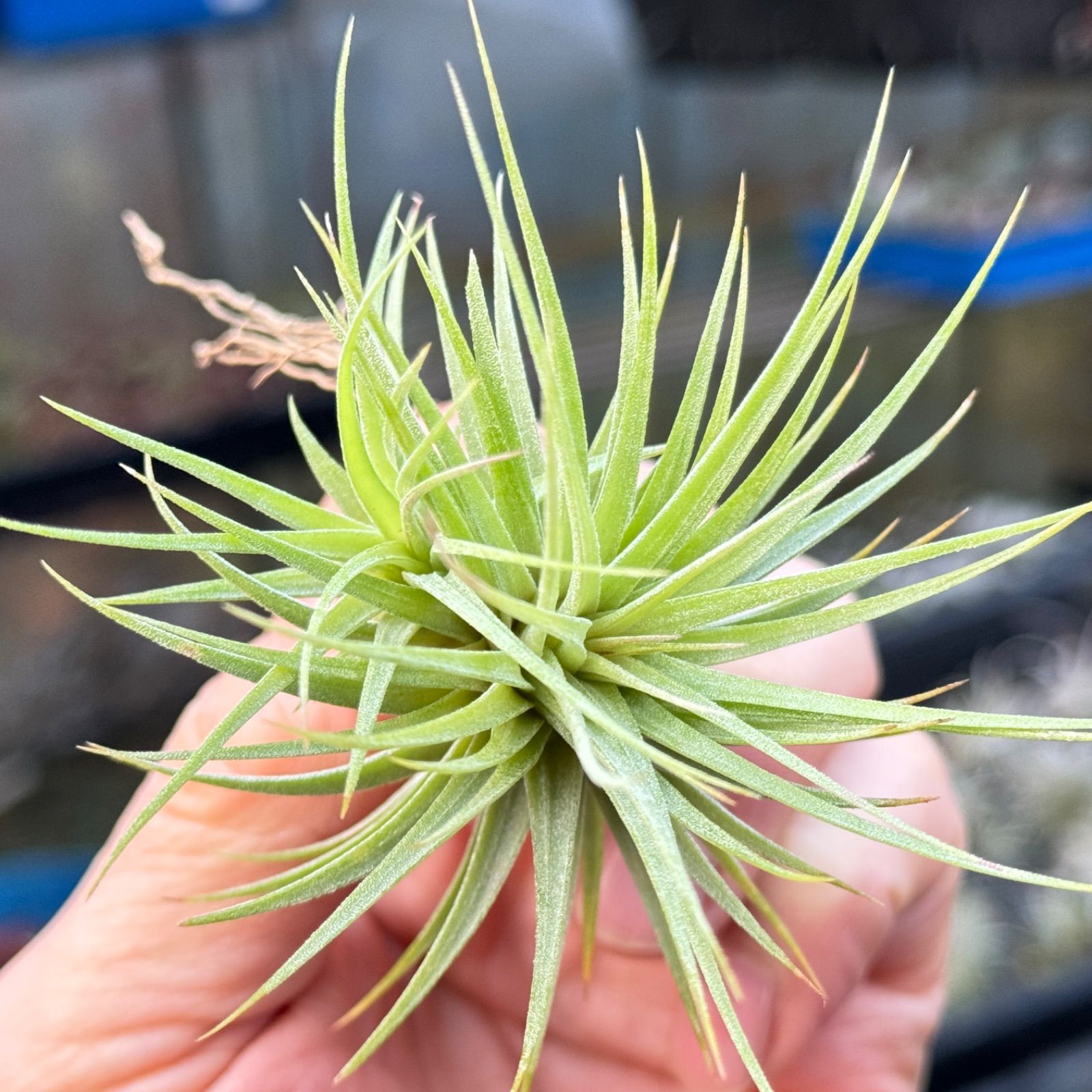 ツイン株＊チランジア イオナンタ ファットボーイ Tillandsia ionantha