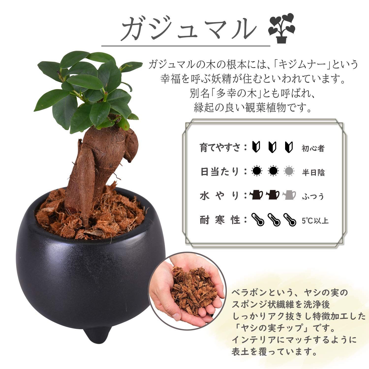 ガジュマルの木 本物