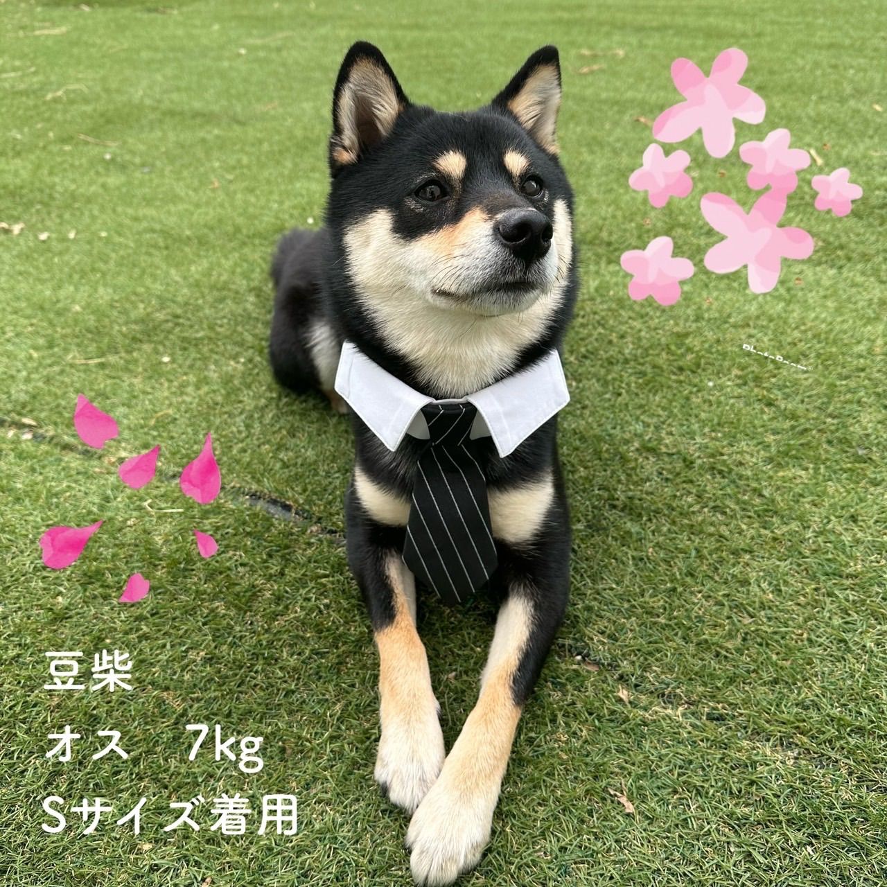 犬・猫用 コスプレ 結婚式 タキシードS - その他