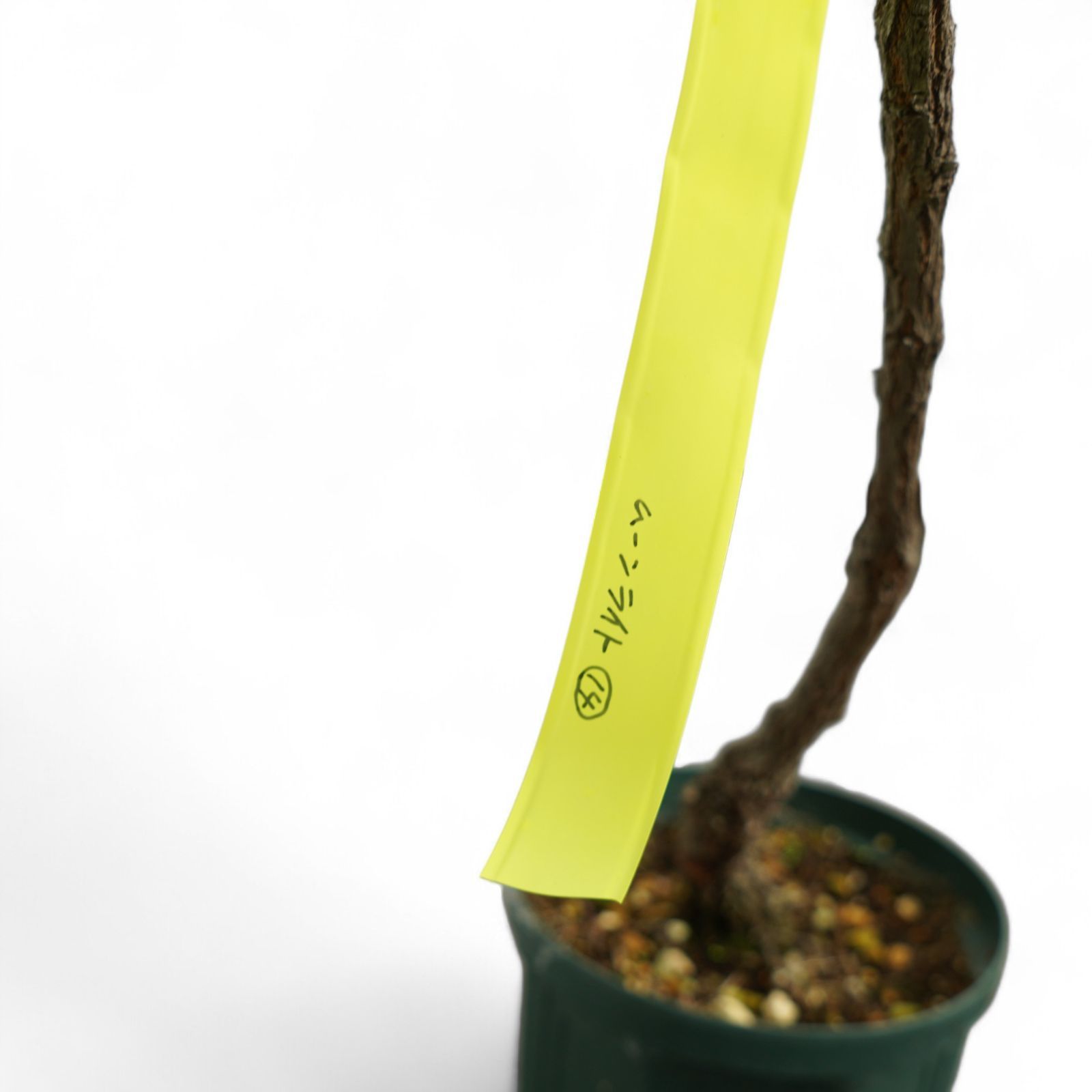 グレヴィレア ムーンライト 14 実生8年 7号鉢 110cm ネイティブ