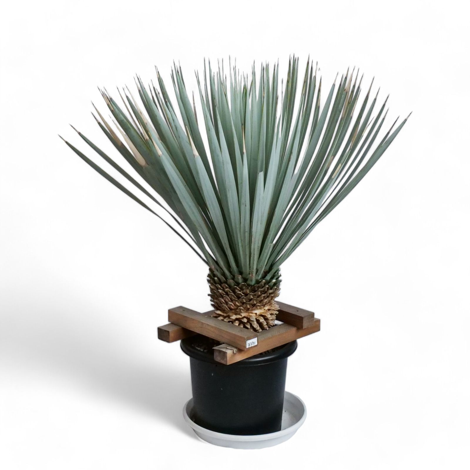 Aechmea Little Have Albo 超超特大 Aechmea Little Have Albo 超超特大