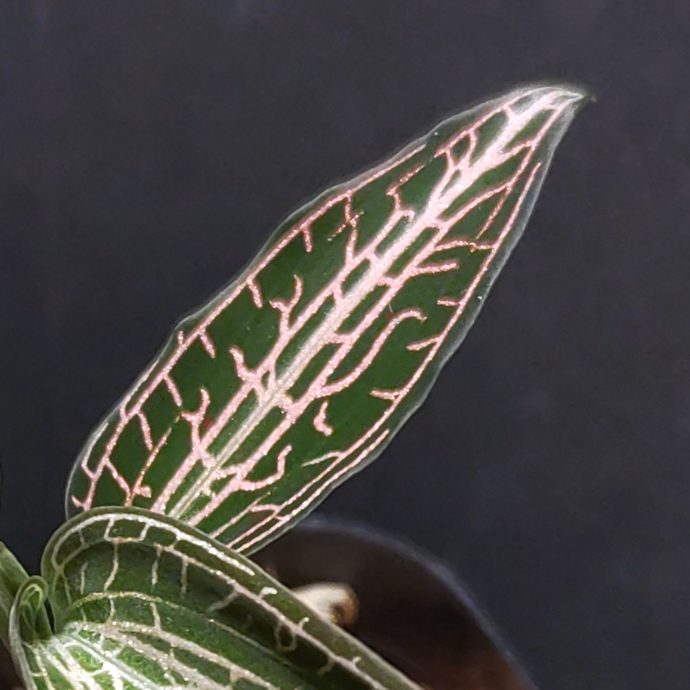 ジュエルオーキッド　グッディエラsp.UNKNOWN Goodyera sp. [ グッディエラ sp. ] 【 PN200520-03 】 ( ジュエル
