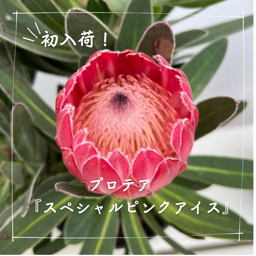 高さ80㎝ お花6本立ちキングプロテア・リトルプリンス8号鉢 リトル