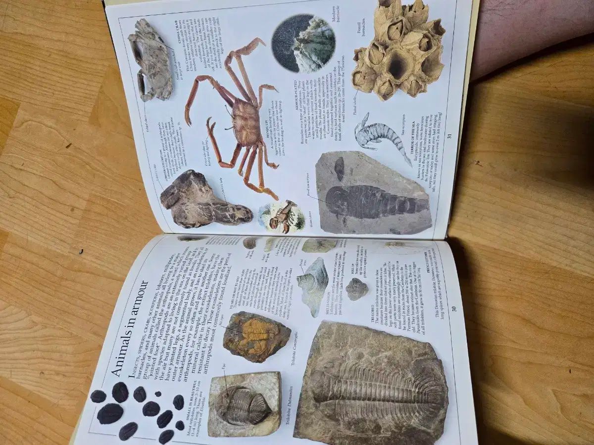 古生代 三葉虫化石 中国 雲南省産 Coronacephalus