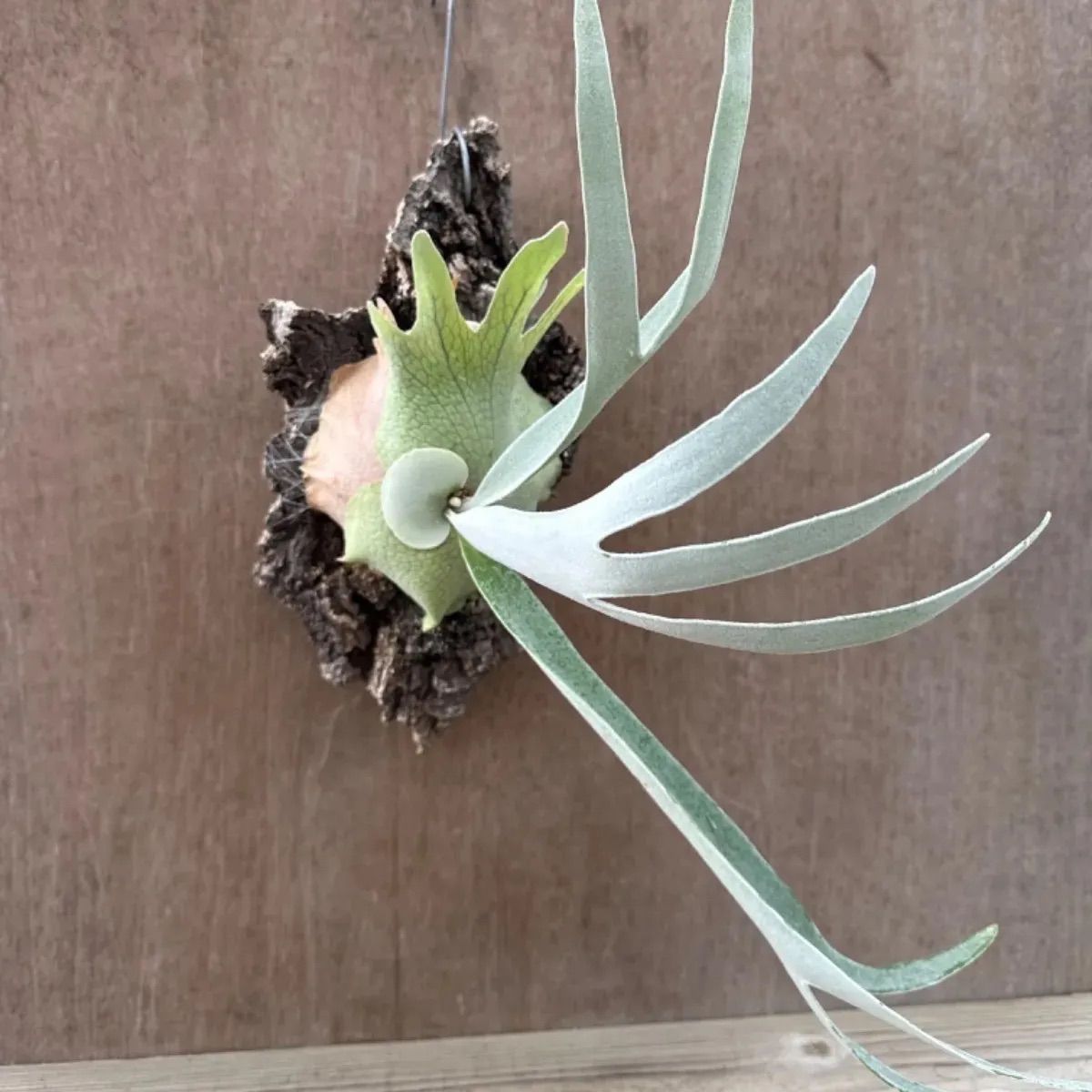 P .ベイチーハイシールド ビカクシダ コウモリラン 中株 観葉