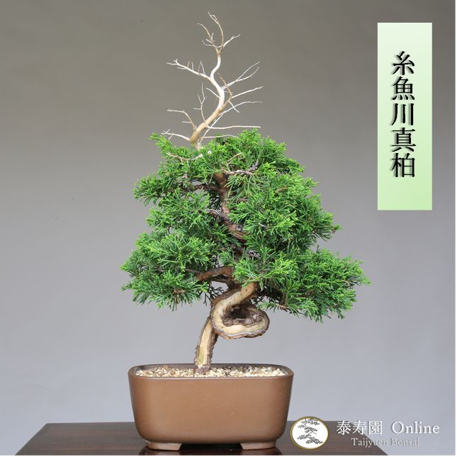 真柏 シャリ芸 小品盆栽 逸品樹