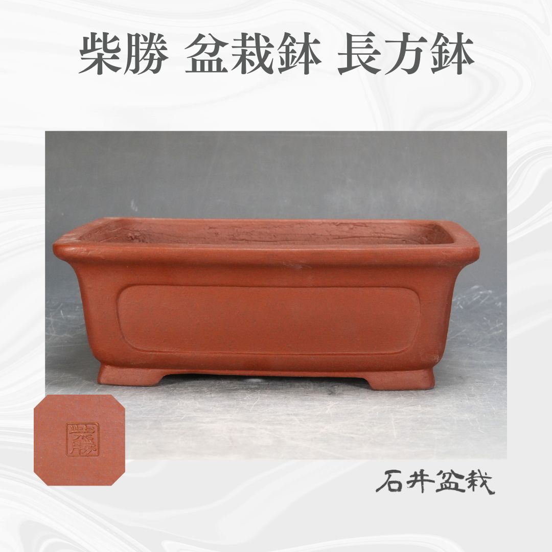 石井盆栽 柴勝 盆栽鉢 長方鉢 p-099
