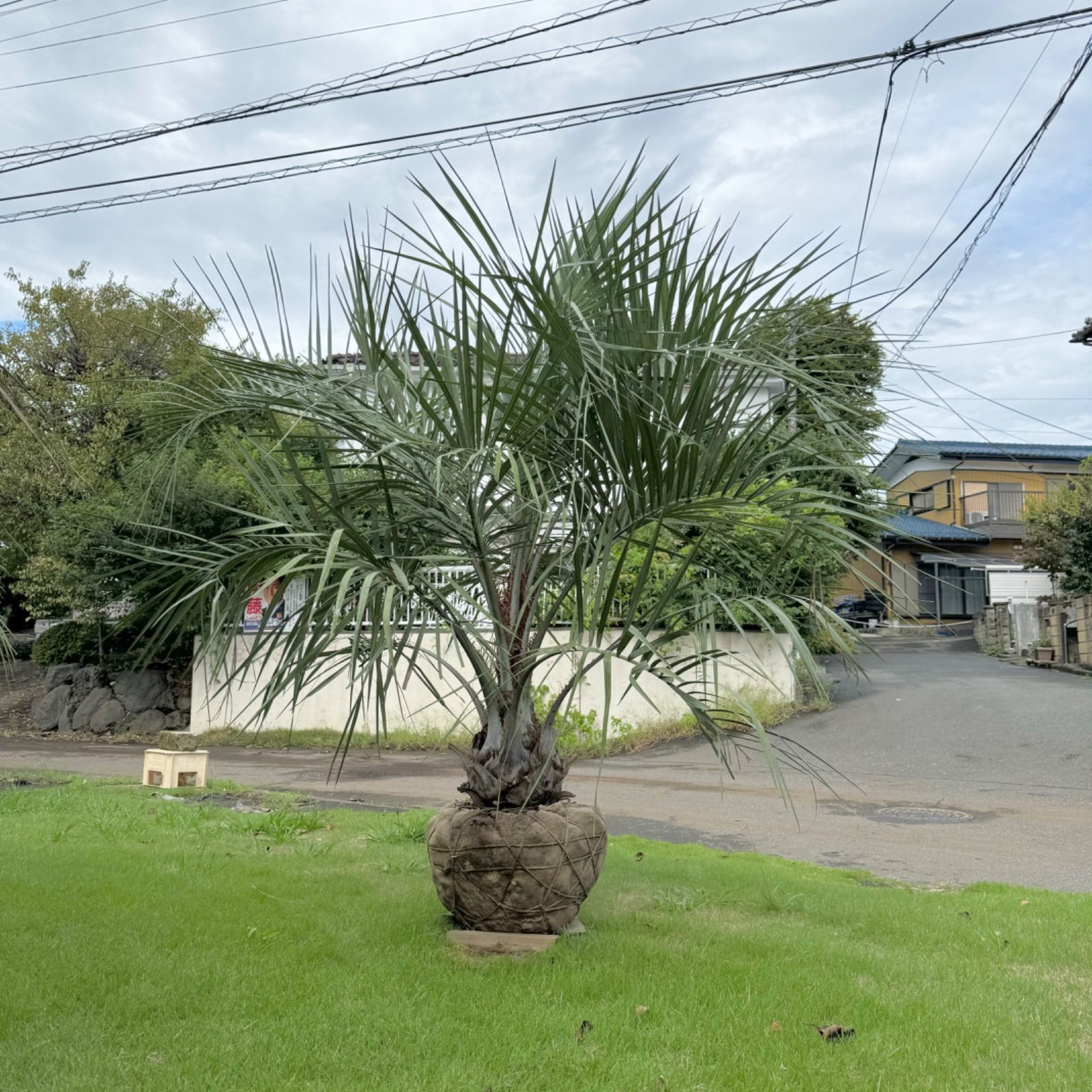 ココスヤシ ココスヤシ7 ｜Play Garden（株式会社プレイガーデン）