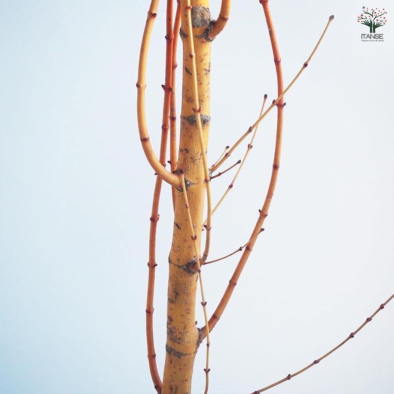 Bihou |ムクロジ科