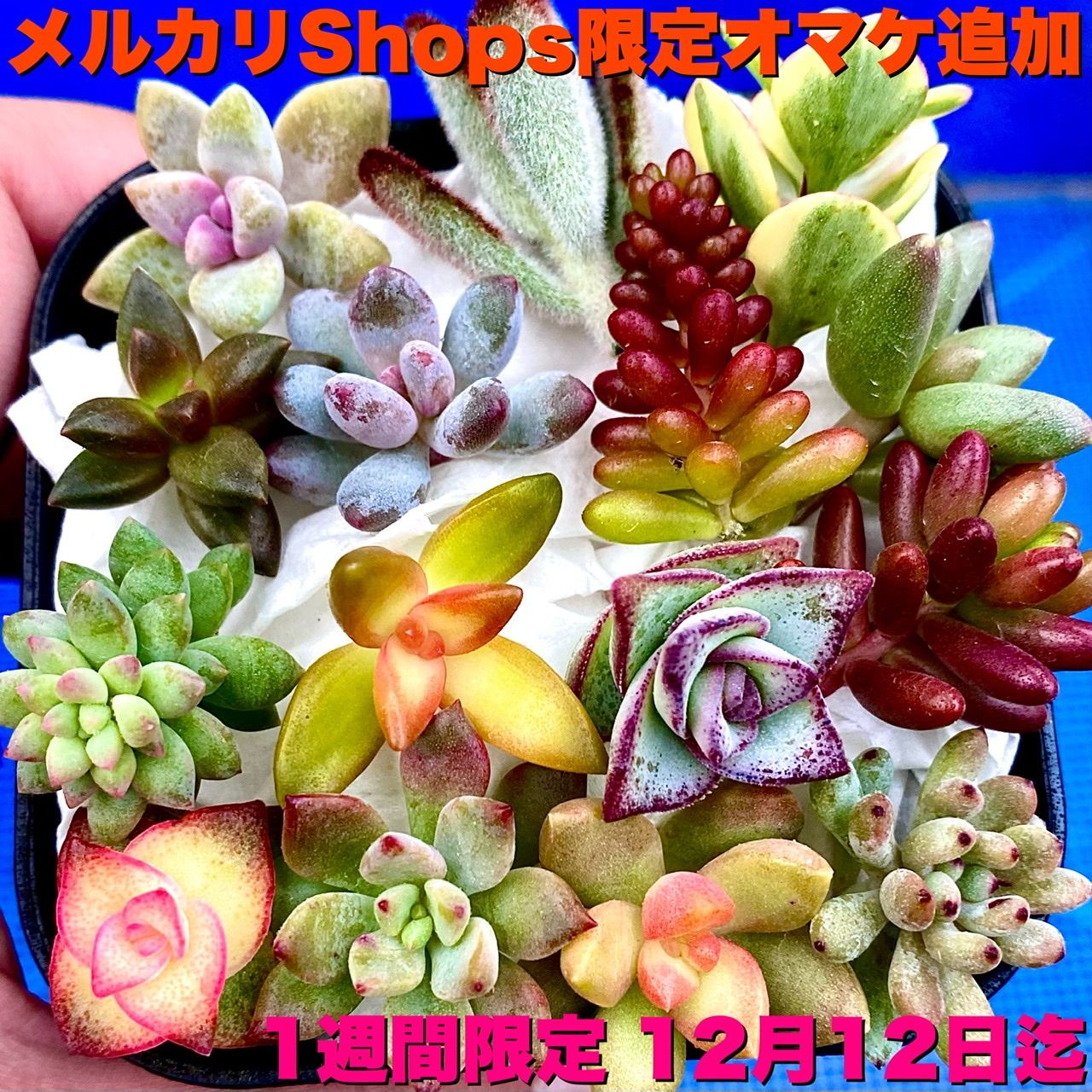SALENEW大人気! 38多肉植物 カット苗 15品種 ecousarecycling.com