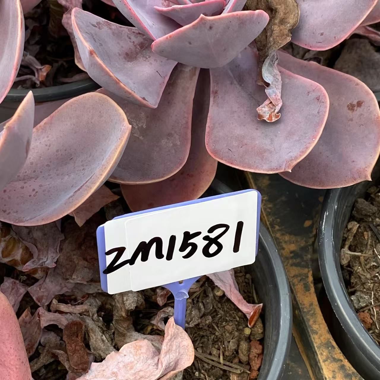 抜き苗 パープルライラック ZM1581×15株 ふっくら 多肉植物