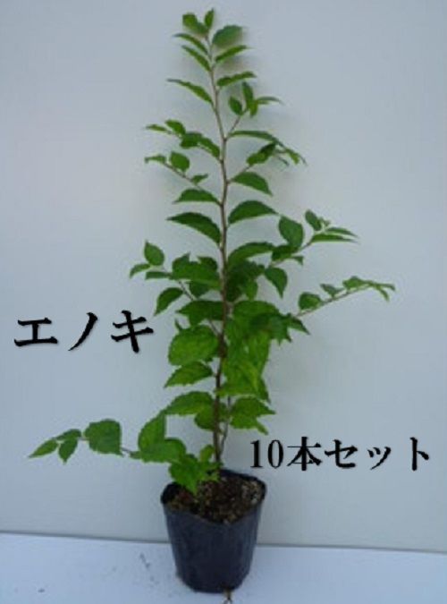 10本セット エノキ樹高0.5m前後10.5cmポット