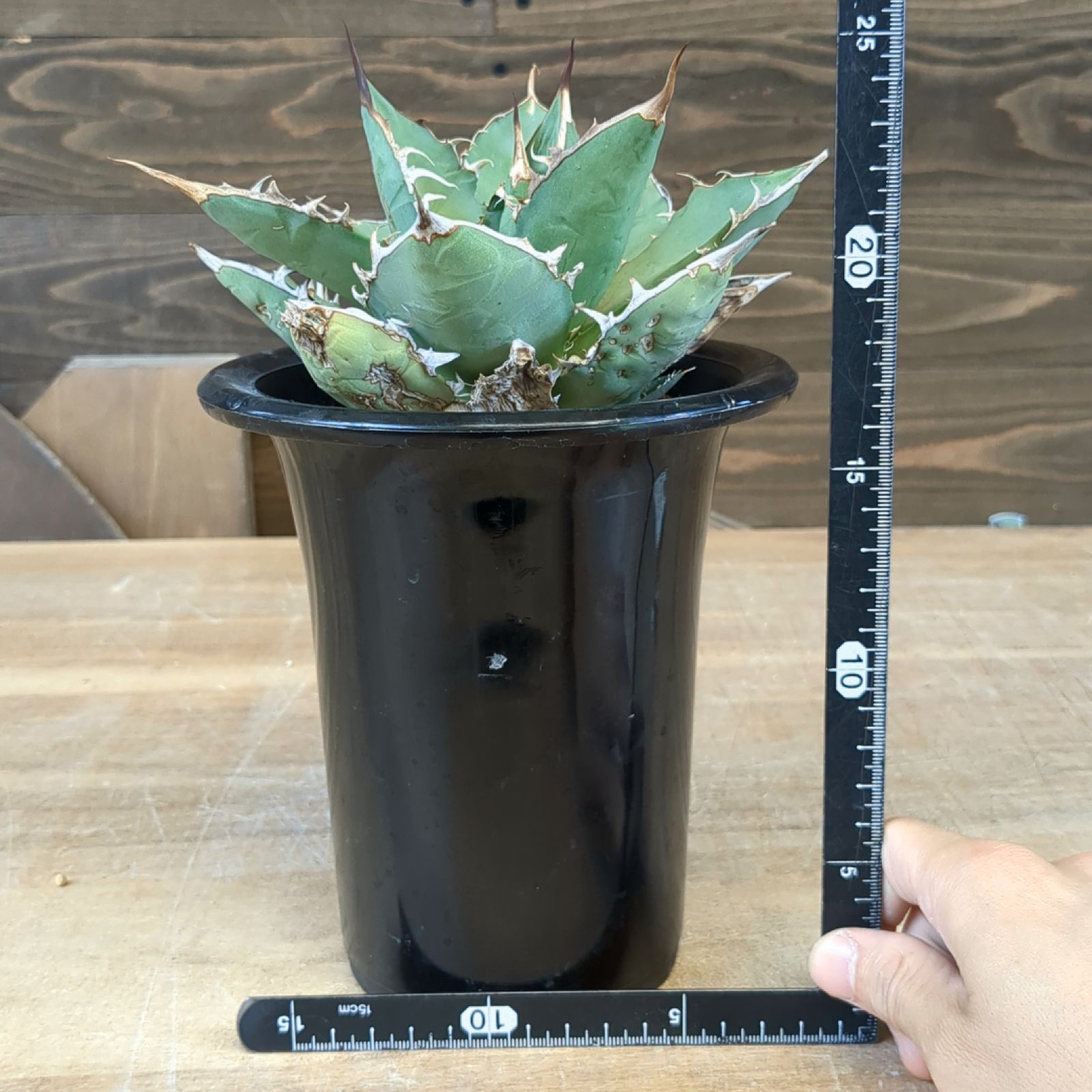 アガベ オアハカオテロイ 現地球 陶器鉢付き アガベ オアハカ現地球 鉢付