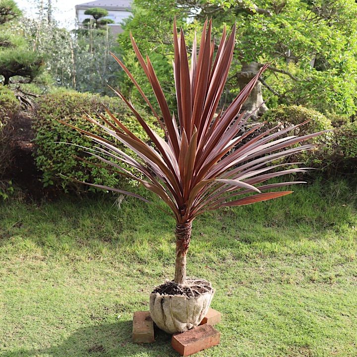 コルジリネ レッドスター 赤ドラセナ - メルカリ